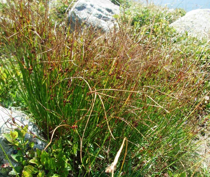 Juncus trifidus  / Giunco trifido